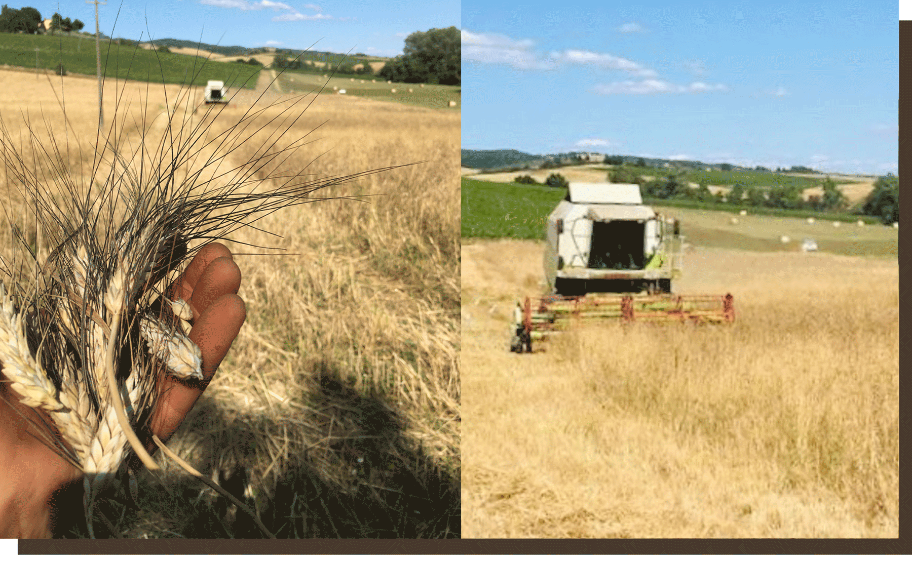 Le battage de nos anciens grains